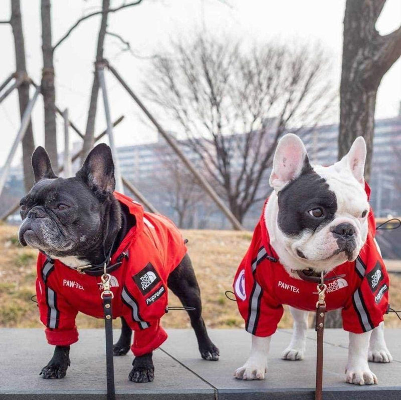 THE DOG FACE WINDBREAKER