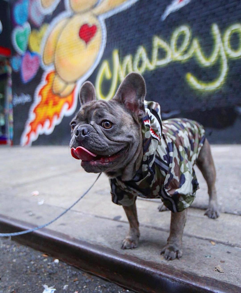 THE BARKING MILITARY WINDBREAKER