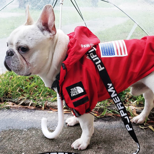 THE DOG FACE WINDBREAKER