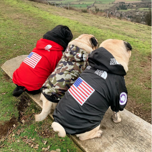 THE DOG FACE WINDBREAKER