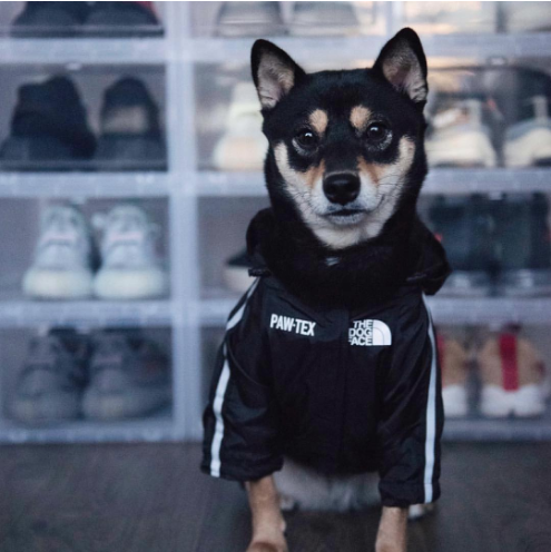 THE DOG FACE WINDBREAKER