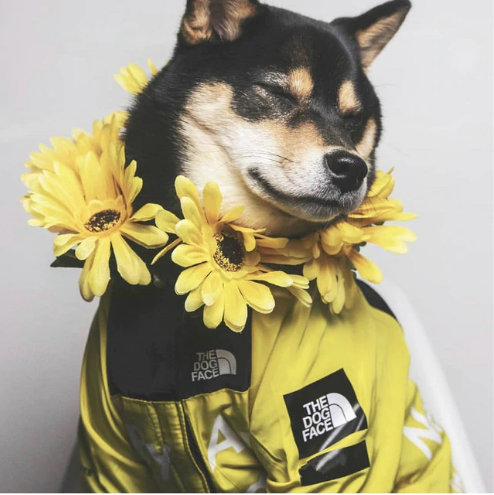 Hooded Dog Windbreaker