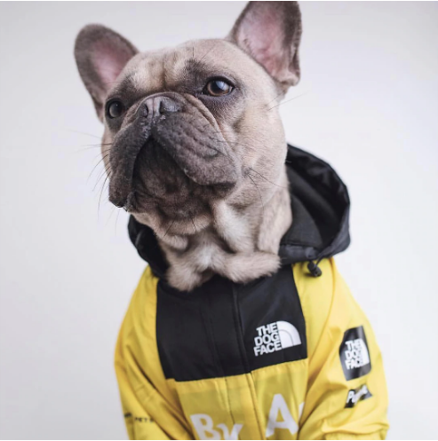 Hooded Dog Windbreaker