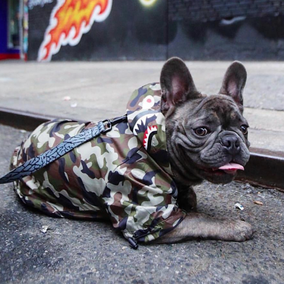 THE BARKING MILITARY WINDBREAKER